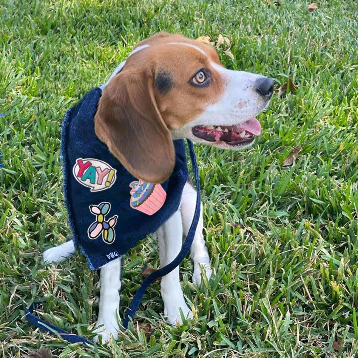 Denim Dog Bandana