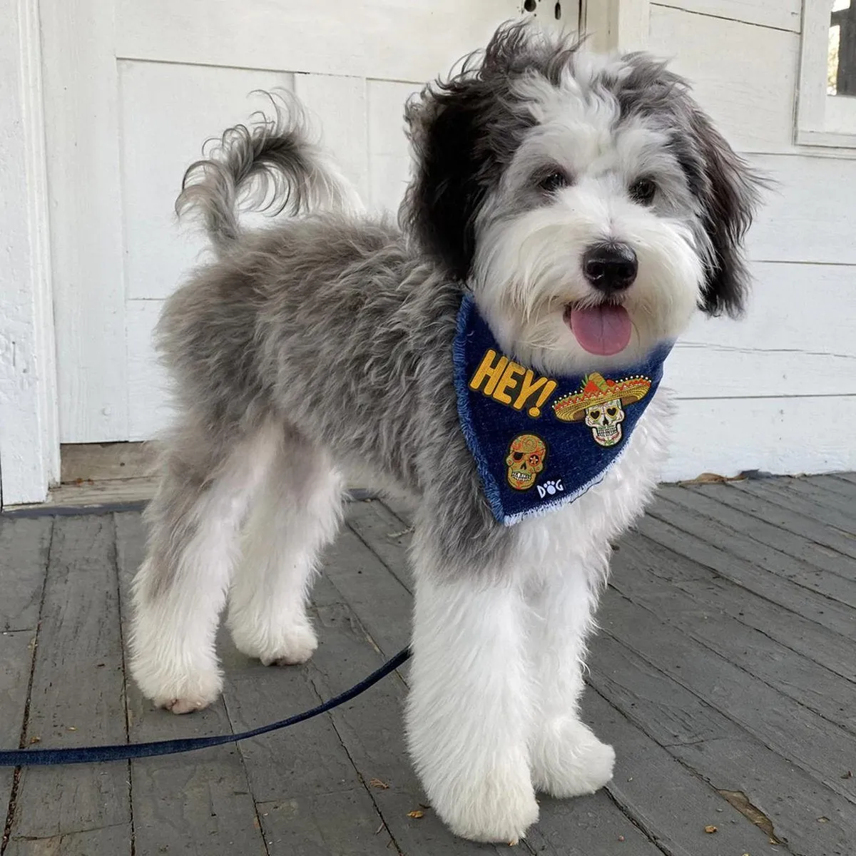 Denim Dog Bandana