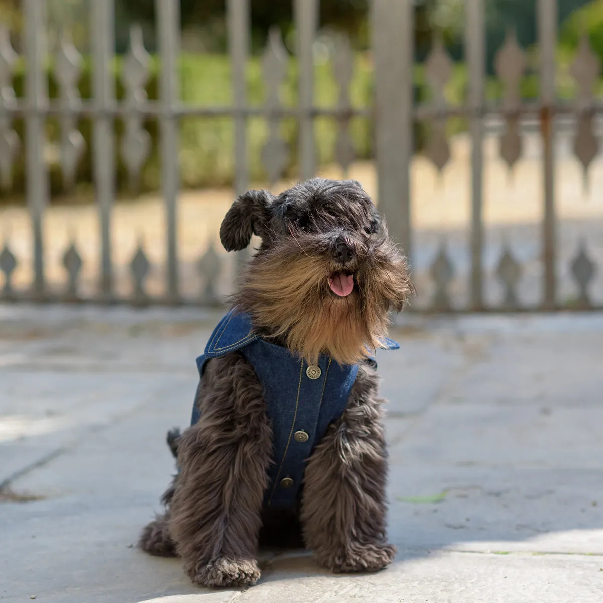 Personalized Bespoke Denim Trucker Dog Coat